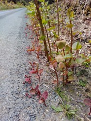 Seedlings in asphalt