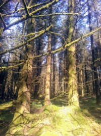 Mucklagh trees
