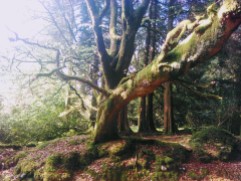 Mucklagh trees
