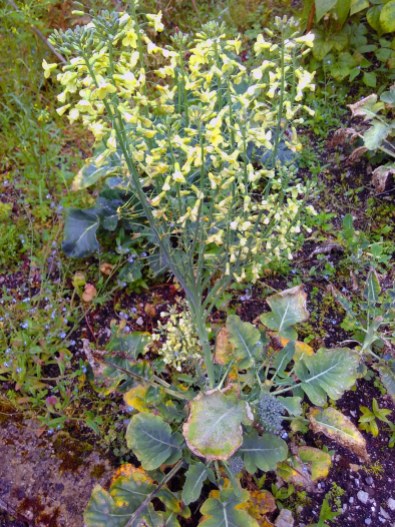 Bolted, flowering broccoli