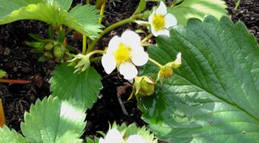 Strawberries starting to show first fruit. Mid-May 2018.